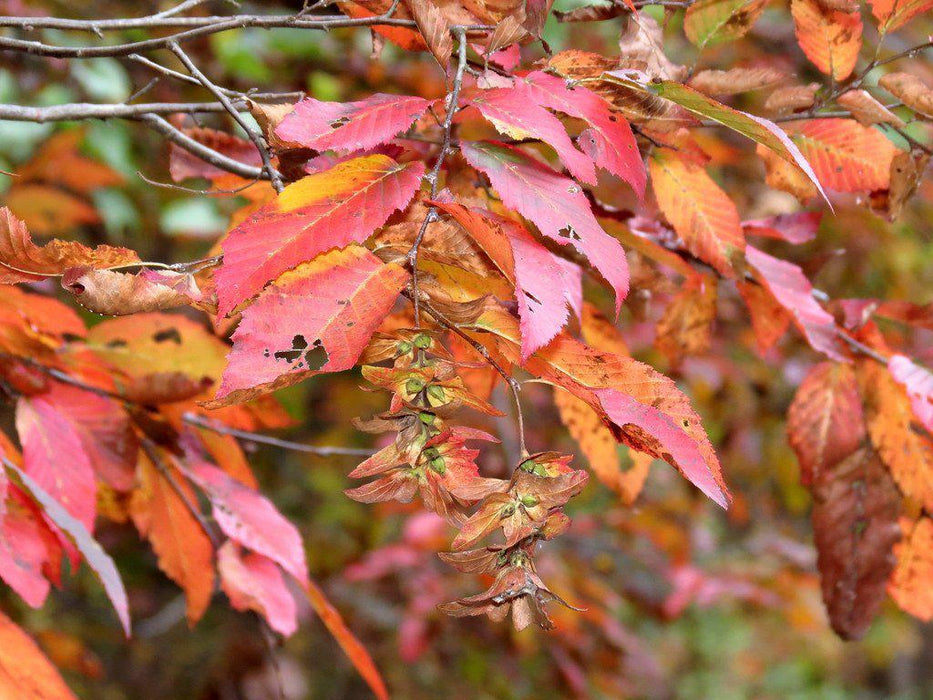 European Hornbeam Fall Foliage