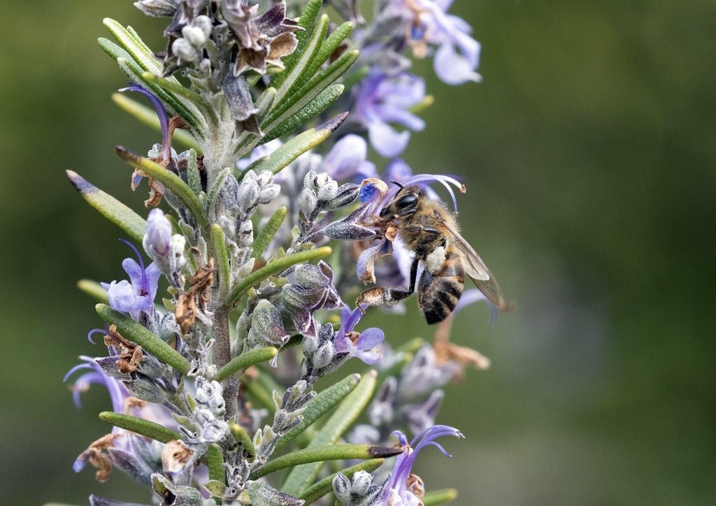 Flowering Rosemary Bonsai Tree