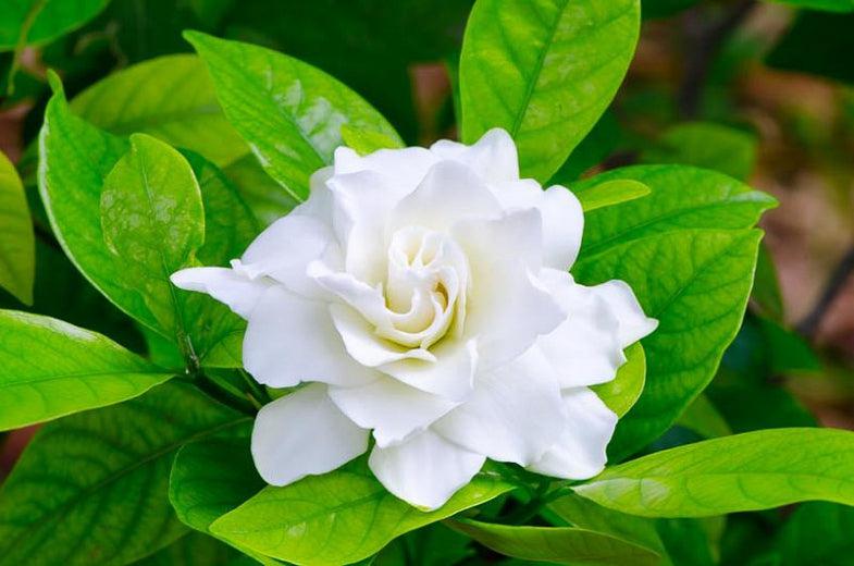 Gardenia Flower