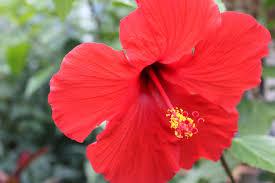 Red Hibiscus Flower