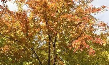 Japanese Hornbeam Fall Foliage