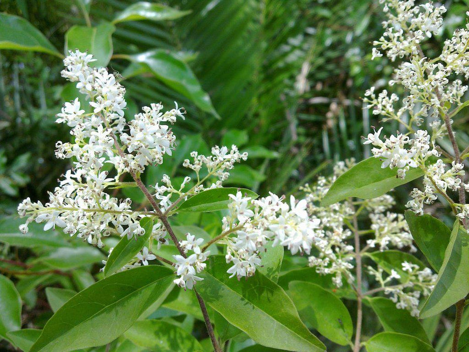 Ligustrum Flowers