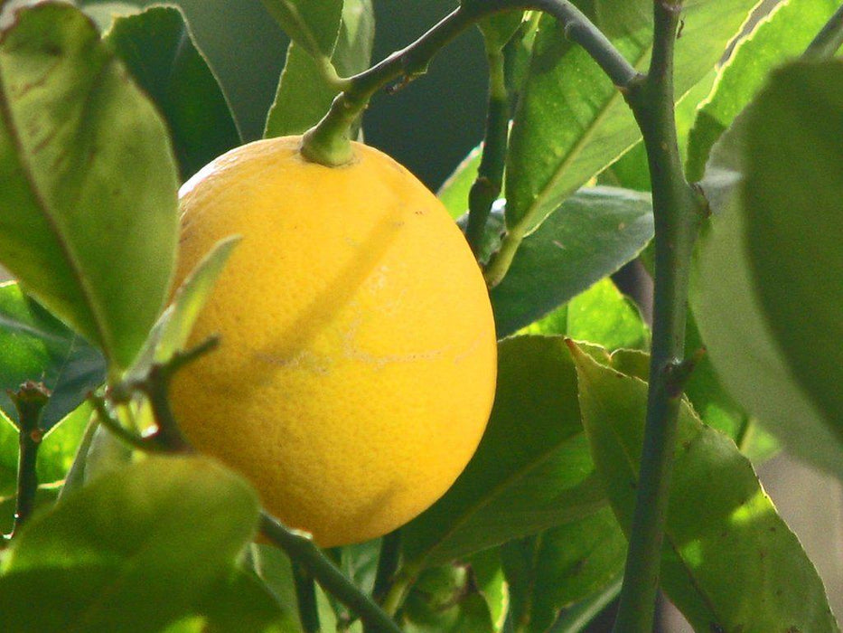 meyer lemon tree bonsai Meyer Lemon Bonsai Tree
