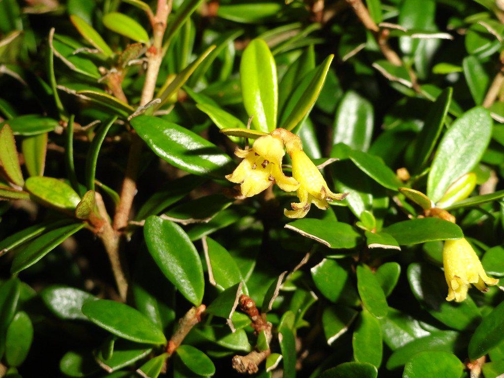 Neea buxifolia flowers
