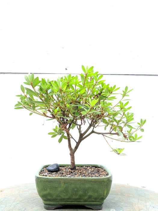 Flowering Dwarf Chinese Azalea Bonsai Tree Profile