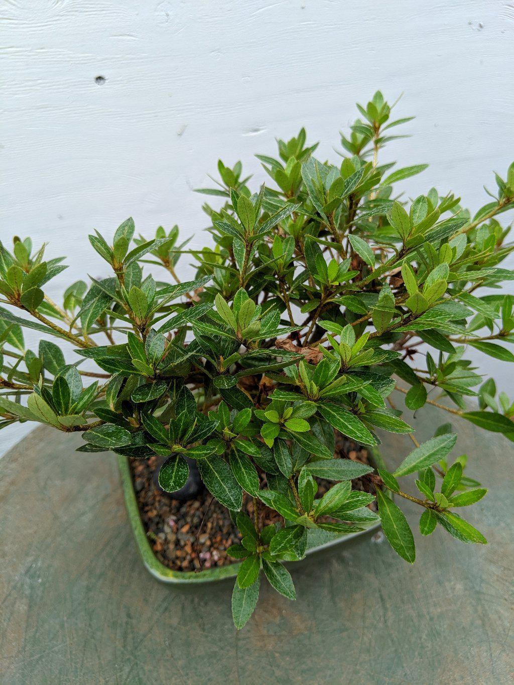 Pink Chinzen Bonsai Tree Foliage
