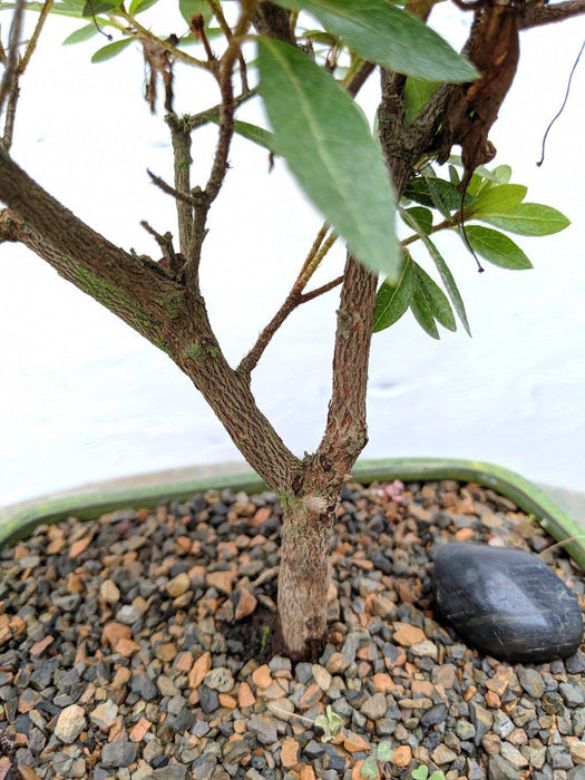 Pink Chinzen Azalea Bonsai Tree Trunk