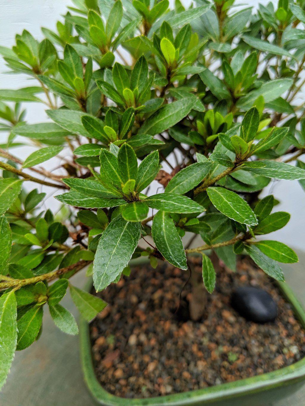 Pink Chinzen Azalea Bonsai Tree Leaves