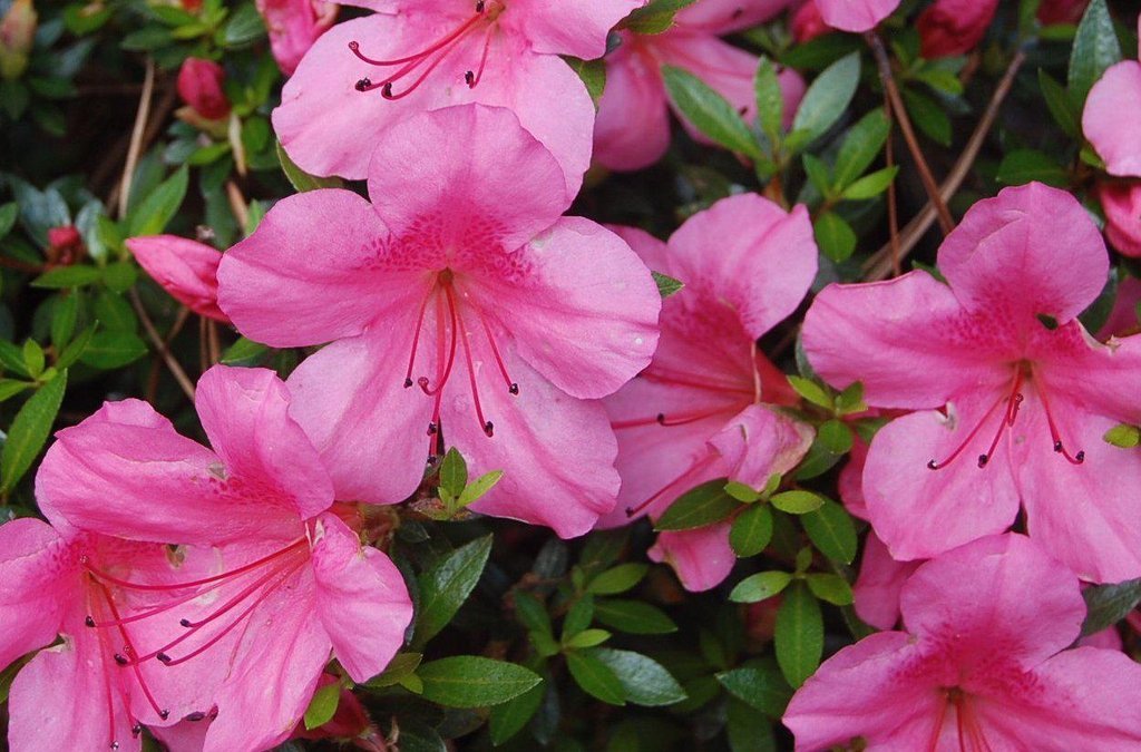 Pink Chinzen Azalea Bonsai Tree Flowers