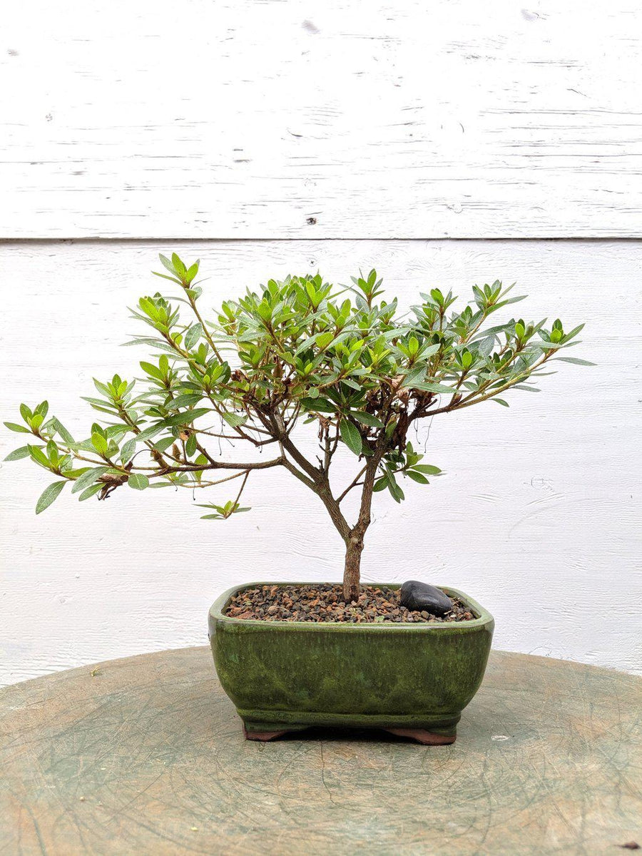 chinese blush tree bonsai Pink Chinzan Azalea Bonsai Tree