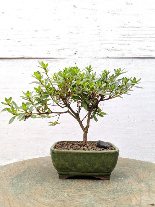 indoor pink bonsai tree Pink Chinzan Azalea Bonsai Tree