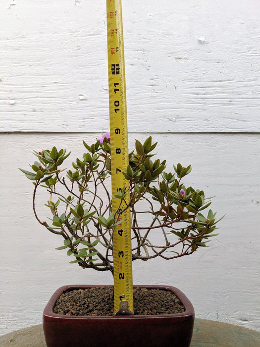 Purple Rhododendron Bonsai Tree Size