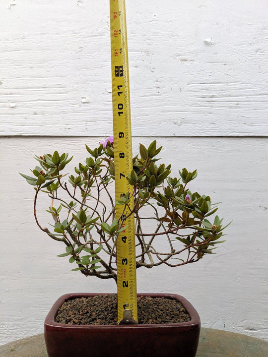 rhododendron bonsai tree Purple Rhododendron Bonsai Tree