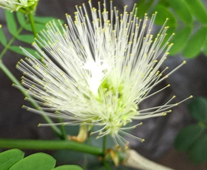 Brazilian Raintree Flower
