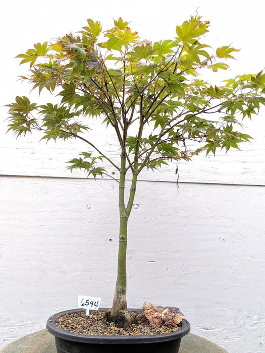 american maple tree bonsai 25 Year Old Rhode Island Red Japanese Maple Bonsai Tree