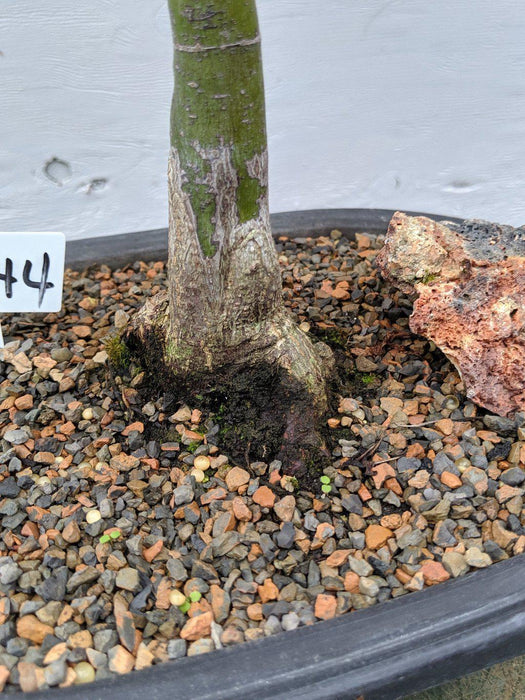 25 Year Old Rhode Island Red Japanese Maple Bonsai Tree Exposed Root
