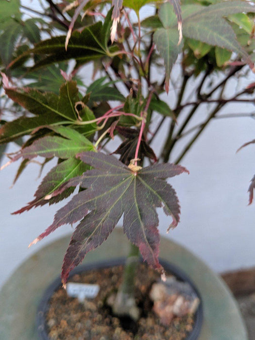 25 Year Old Rhode Island Red Japanese Maple Bonsai Tree Leaf