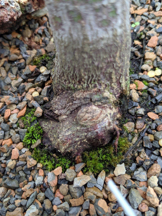 25 Year Old Rhode Island Red Japanese Maple Bonsai Tree Moss