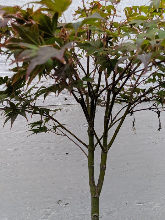 25 Year Old Rhode Island Red Japanese Maple Bonsai Tree Trunk