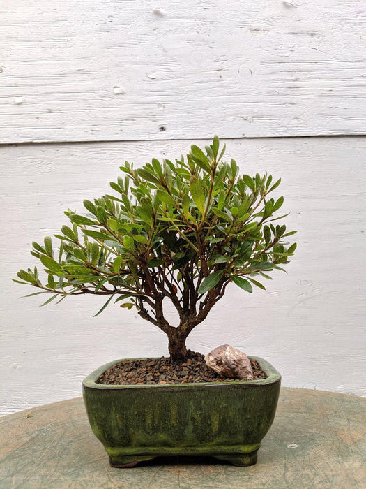 White Hiryu Azalea Bonsai Tree Profile