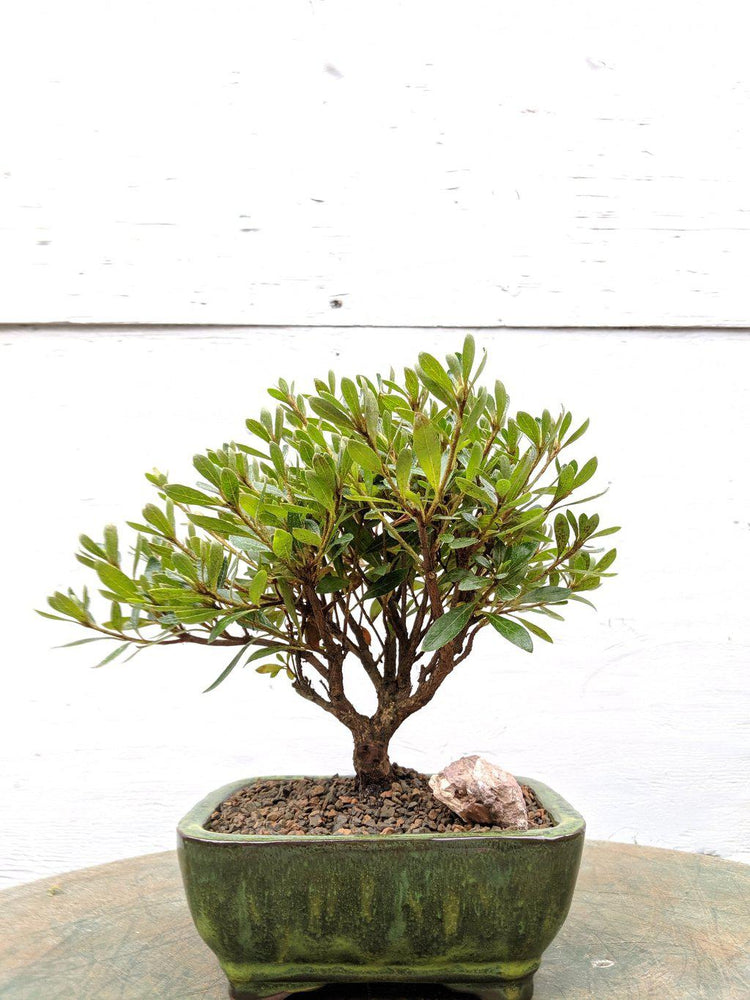 White Hiryu Azalea Bonsai Tree