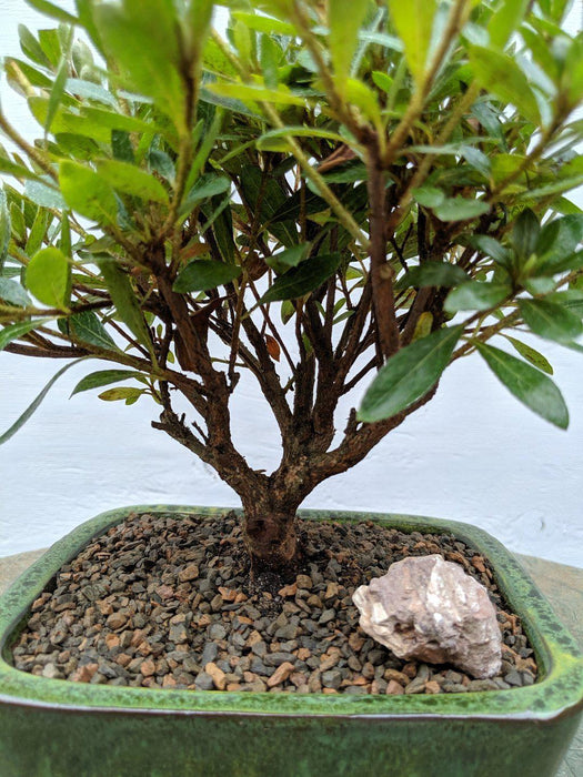 White Hiryu Azalea Bonsai Tree Trunk