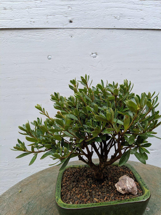 White Hiryu Azalea Bonsai Tree Canopy