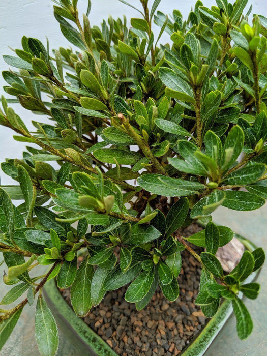 White Hiryu Azalea Bonsai Tree Leaves