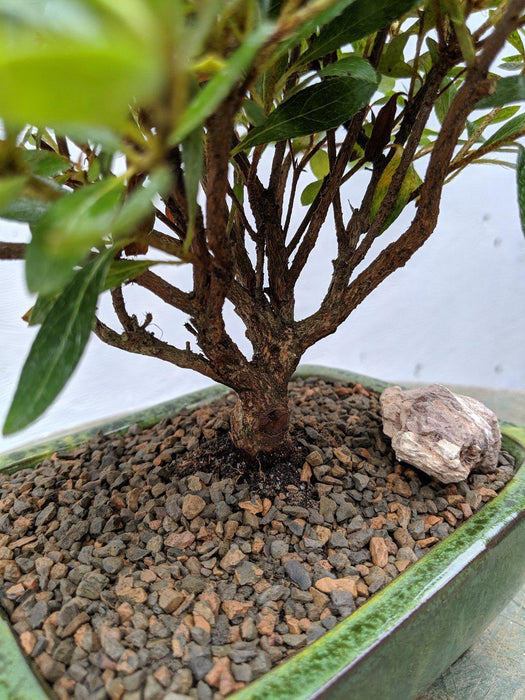 White Hiryu Azalea Bonsai Tree Spread