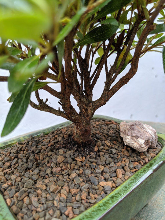 dingmu bonsai Dingmu 8