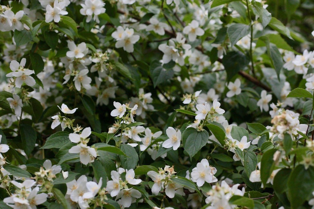 White Jasmine Flowers