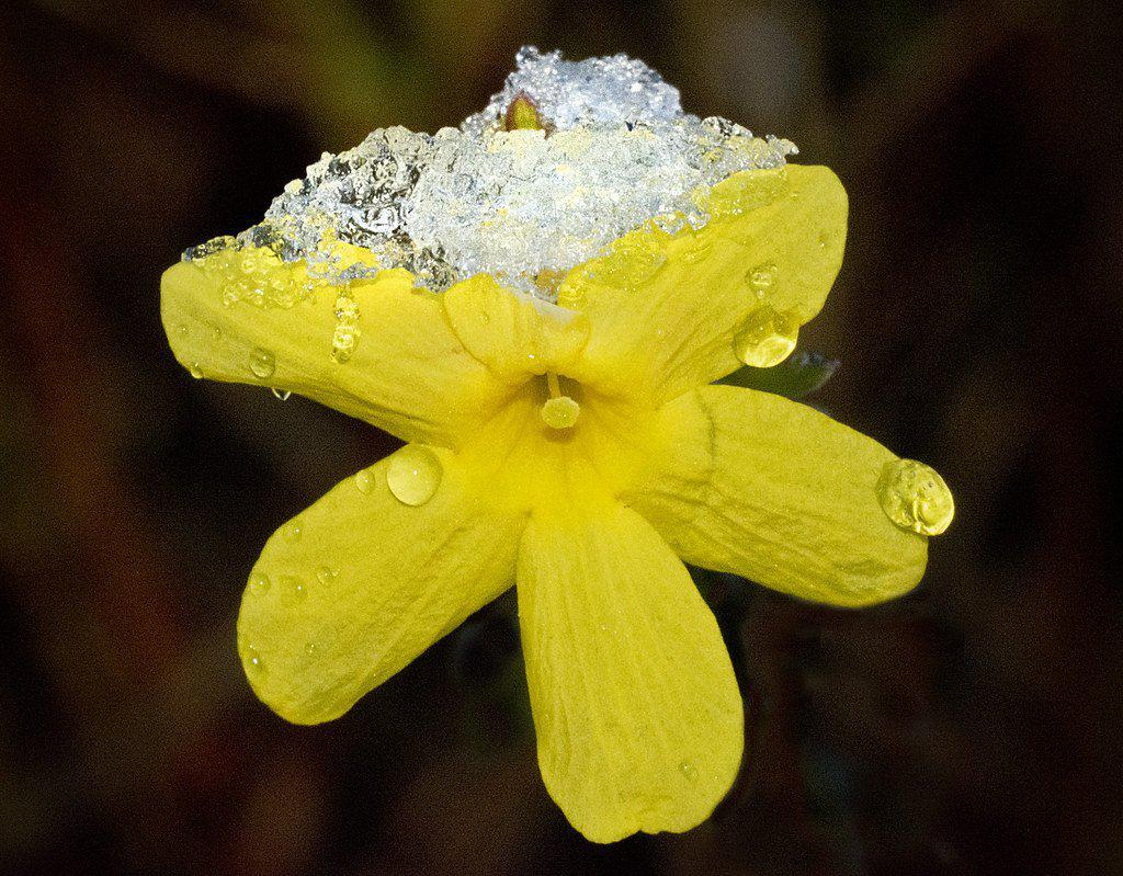 Winter Jasmine Flower